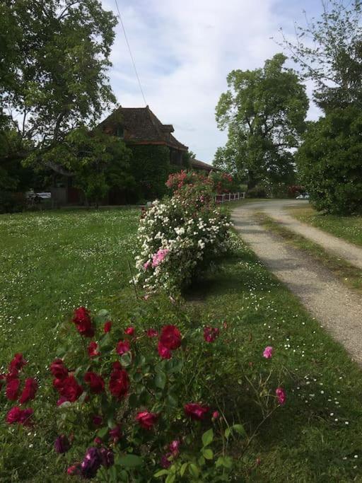 Le Petit Duc Gans